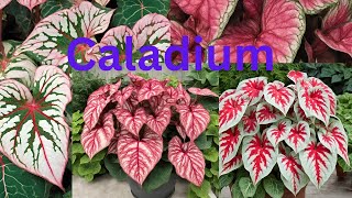 caladium floriculturenature [upl. by Hamburger]