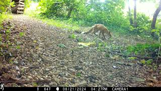 IMG 0107 Two Js Field Wildlife Camera Shots Set In Magical Cornwall [upl. by Blaine]