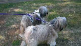 Tibetan Terrier barking at a bin [upl. by Cleopatra]