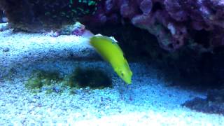 Yellow wrasse  halichoeres leucoxanthus [upl. by Nauqahs77]