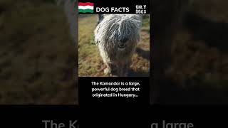 The Unique Corded Coat of the Komondor shorts dog facts dogs [upl. by Nolek]