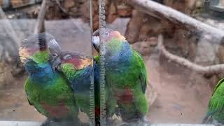 Bluethroated conures [upl. by Basia]