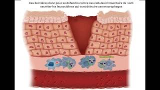 Staphylococcus Aureus Virulence Factors  facteurs de virulence  part 3 [upl. by Zoubek]