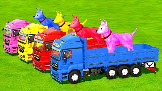 TRANSPORT OF COLORSTRANSPORTING COLORED DOG USING A BIG TRUCKS [upl. by Ynaiffit]