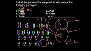 List all the genotypes possible [upl. by Ennybor]