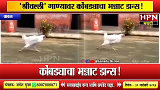 srivalli song। श्रीवल्ली गाण्यावर कोंबड्याचा भन्नाट डान्स Hpn marathi news [upl. by Margeaux665]