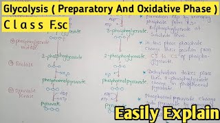 Glycolysis  Preparatory And Oxidative Phase  Class 11 Biology [upl. by Leirvag980]