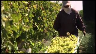 Grape expectations Delicious Californiagrown table grapes [upl. by Macri]