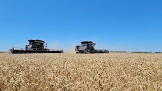 Damron Farms 2024 wheat harvest [upl. by Thompson]