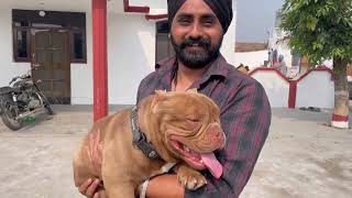 Dog Kennel ho to Aisa  Best Quality Dog Breeds  Best Dog Kennel in India  MicroXL American Bully [upl. by Doyle]