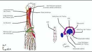 Myologie de la jambe loge anterieure [upl. by Alithia894]