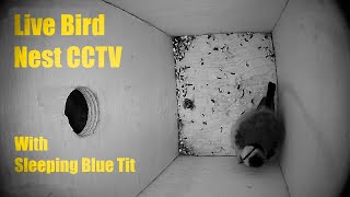 Bird Nest Box Live CCTV 10 September 2024 [upl. by Prudy]