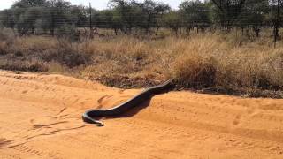 Huge Python seen in Lephalale [upl. by Enaffit693]