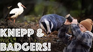 Exploring the Knepp Estate Rewilding Project… and we check in with our local BADGERS [upl. by Nedla]