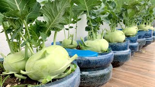 Try growing Kohlrabi on the balcony didnt expect it to be so productive [upl. by Thurlough]