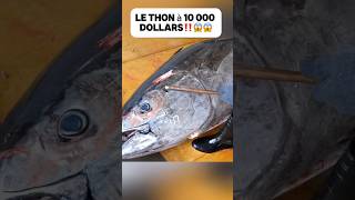 Le thon à 10 000 dollars‼️😱😱 food delicious découverte poisson fish cuisine pourtoi fyp [upl. by Schreibman]