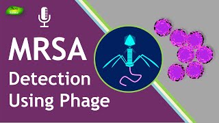 MRSA  Detection  Phage  Detection techniques  Bacteriophage  Basic Science Series [upl. by Loseff899]