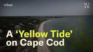 Cape Cod Has a Big Problem Simmering Just Below Its Surface [upl. by Arleyne]