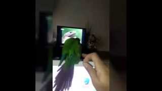 Conure pyrrhura molinae exercices du matin [upl. by Lenehc864]