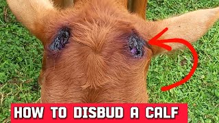 Disbudding a Calf Using Hot Iron  StepbyStep Guide [upl. by Ajiram345]