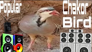 Chakor Bird Ki Awaaz  popular Chakor Chakor Bird Ki Awaaz  chakorbird video [upl. by Elleinahc]