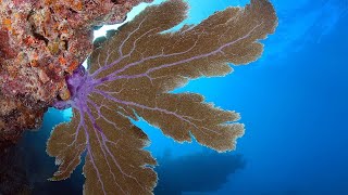 Facts The Sea Fan [upl. by Arabelle]