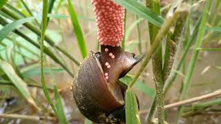 Golden apple snail laying eggs quotAmazing in localquot [upl. by Sremlahc156]