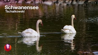 SCHWANENSEE Tschaikowsky 🦢🎻Ballettmusik 🎻🦢 NATURE amp CLASSICS  Best of Klassik die man hören muss [upl. by Marchese]