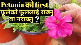 Single petunia care tips 👍👍🤗 [upl. by Dahraf643]