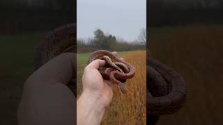 Corn snake we found at the edge of a corn field in south Alabama  herping nature wildlife fyp [upl. by Nireves]