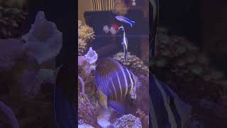 New Fish Moorish Idol aquarium saltwaterfishtank moorish saltwateraquarium fish idol tank [upl. by Anauqed227]