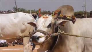 2017 Uttanoor Gadwal District quotSENIORSquot Size Ongole Bulls Show 1st Prize Rs50000 Winner [upl. by Orian909]