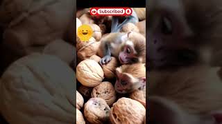 🥜🐒 Nuts Transform into Playful Monkeys 🍌✨ NutsToMonkeys TransformationMagic PlayfulMonkeys [upl. by Duthie]