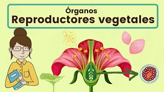 Órganos reproductores vegetales [upl. by Edlihtam]