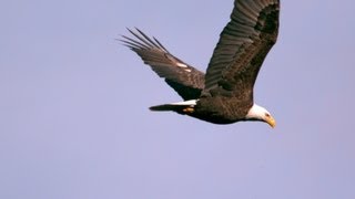 Episode 7 Bald Eagles  Epic Slow Mo [upl. by Oza]