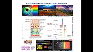 18  Physiology of the Retina  How we see colours [upl. by Wynny]