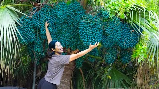 Harvesting Caryota Urens  Fishtail Palm Tree  Go to market to sell  Phương Daily Life [upl. by Gitlow]