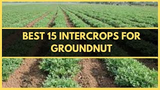 INTERCROPPINGBEST 15 CROPS TO INTERCROP WITH GROUNDNUT  PEANUT INTERCROPPING  GROUNDNUT FARMING [upl. by Nanyt811]