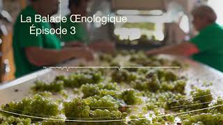 La 1ère balade œnologique en podcast à Chablis  les secrets de vinification [upl. by Casie]