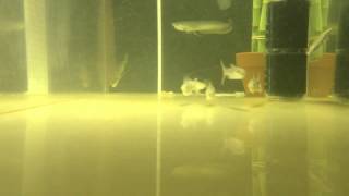 5 African Tiger Fish Feeding [upl. by Arag]