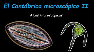 Algas microscópicas [upl. by Sillert]