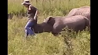 Rhino Attacks Man [upl. by Sexton544]