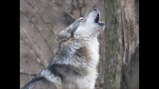 The Song of the Mexican Gray Wolf [upl. by Pogue]