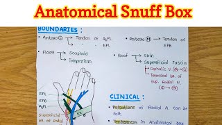 Anatomical Snuff Box [upl. by Naegem738]