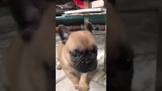 Happiest Puppy In The World  Cute Funny French Bulldog Puppy 🥰🐶🐾 puppy shorts dog cute [upl. by Nodyarg204]