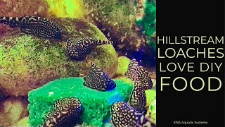 Hillstream Loaches Love DIY Homemade Food [upl. by Aribold]