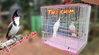 Thả Cặp Chim Sinh Sản Bạch Mắt Đỏ Và Đón Chim Thầy Miền  HIỆP CUỘI TV [upl. by Akerboom]