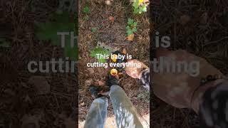 Saker cordless hedge trimmer review lawncare youtubeshorts diyprojects review re lawn [upl. by Byrom]