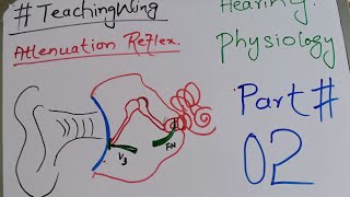 Ear  Hearing Physiology  Attenuation Reflex Part 02 [upl. by Esiuqram]