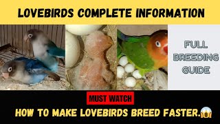 Lovebirds Complete Information Lovebird Breeding Tips Nest Box Age Fisher Lutino Albino Birds [upl. by Anileva]